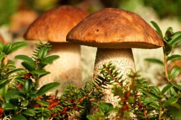 Словарь символов: ГРИБЫ