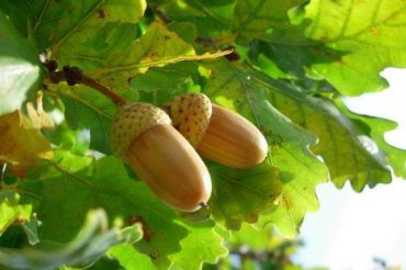 Словарь символов: ДУБ