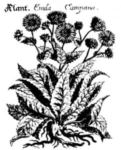 Девясил. В. X. фон Хохберг, 1675 г. Девясил. В. X. фон Хохберг, 1675 г.