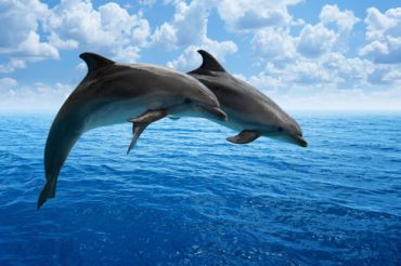 Словарь символов: ДЕЛЬФИН