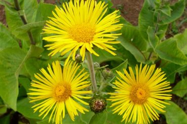 Словарь символов: ДЕВЯСИЛ