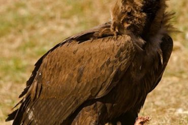 Словарь символов: ГРИФОН (гриф)