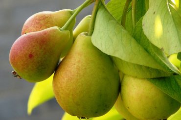 Словарь символов: ГРУША