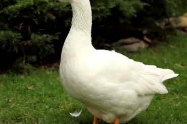 Словарь символов: ГУСЬ